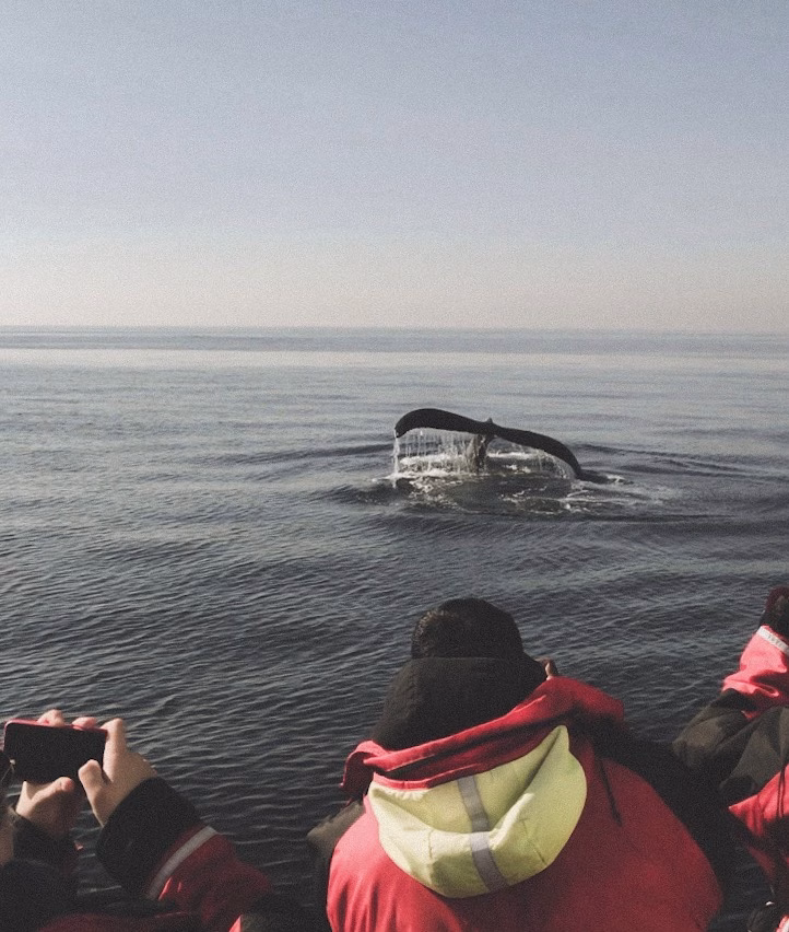 whale watching